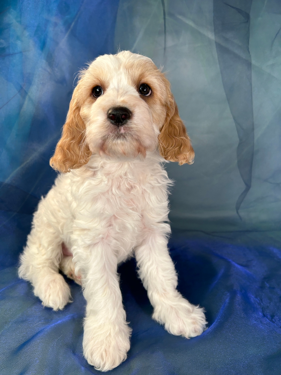 White Male F1 Cockapoo with Apricot Markings DOB 1-22-2024 $1000